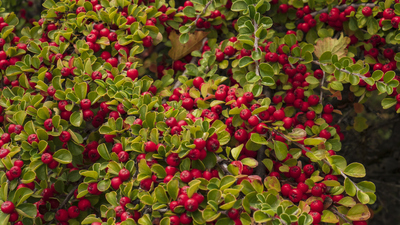 Kekreyemiş tozu ne işe yarar ve nasıl kullanılır?