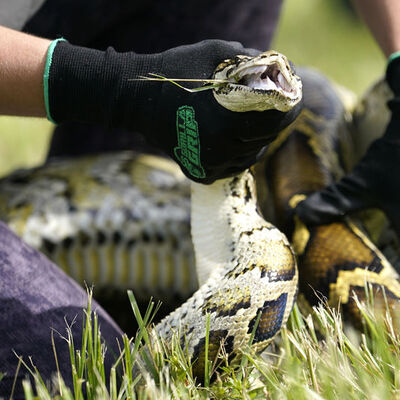 Endonezya'da bir piton kadını yedi!