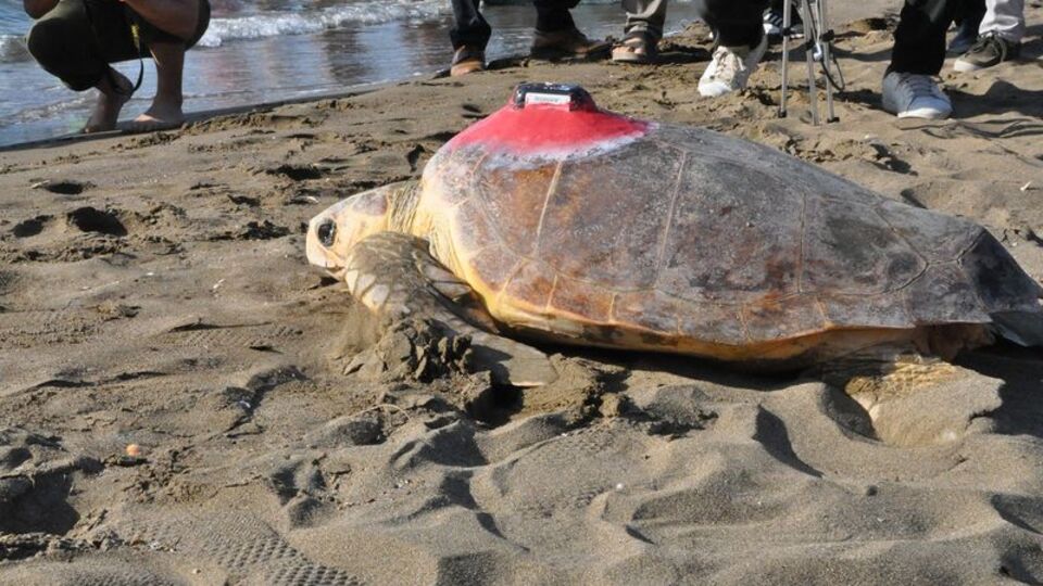 Özgürlüğe kulaç attılar