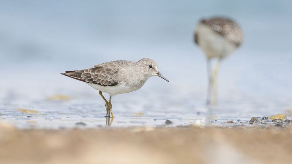 Diyarbakır´da ilk kez görüldükleri ortaya çıktı