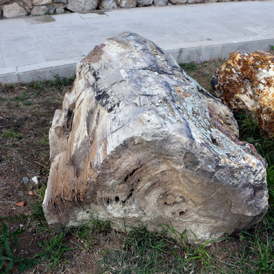 Tokat'ta bulundu, literatüre girdi... 41.5 milyon yıllık!