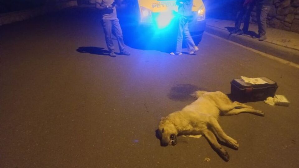 3 köpek ölmüş olarak bulundu! Soruşturma başlatıldı