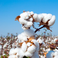 Pamuk nerede yetişir, hangi bölgelerde üretilir?