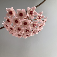 Mum çiçeği ne zaman ekilir?