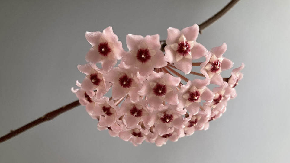 Mum çiçeği ne zaman ekilir?