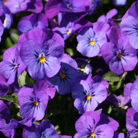 Menekşe ne zaman çiçek açar?