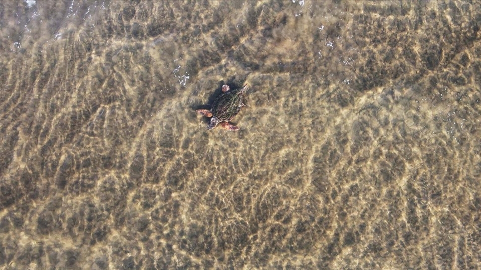 12 bin caretta caretta mavi sularla buluştu
