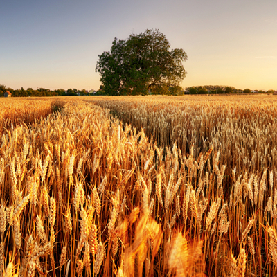 Açlığa 8 hasat kaldı!