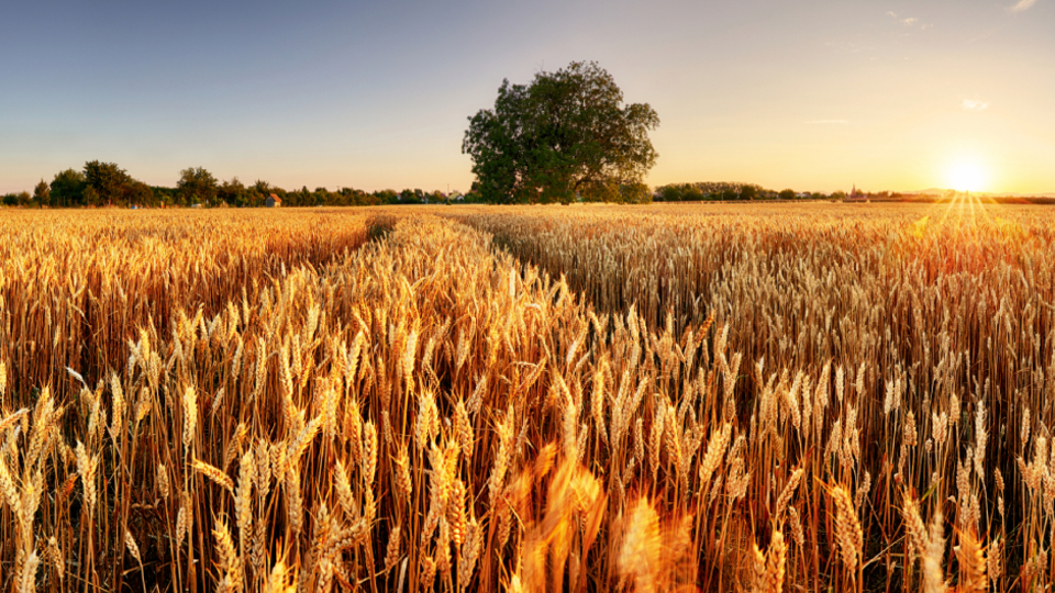 Açlığa 8 hasat kaldı!