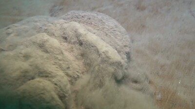 Çarpıcı müsilaj açıklaması: Denizin dibini yorgan gibi örttü