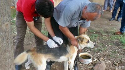 Kuduz belirtisi ve tedavisi