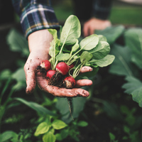 Karaciğeri tertemiz yapıp tansiyonu düşürüyor! Kansere kalkan olan mucize kepeklenmeyi anında bitiriyor