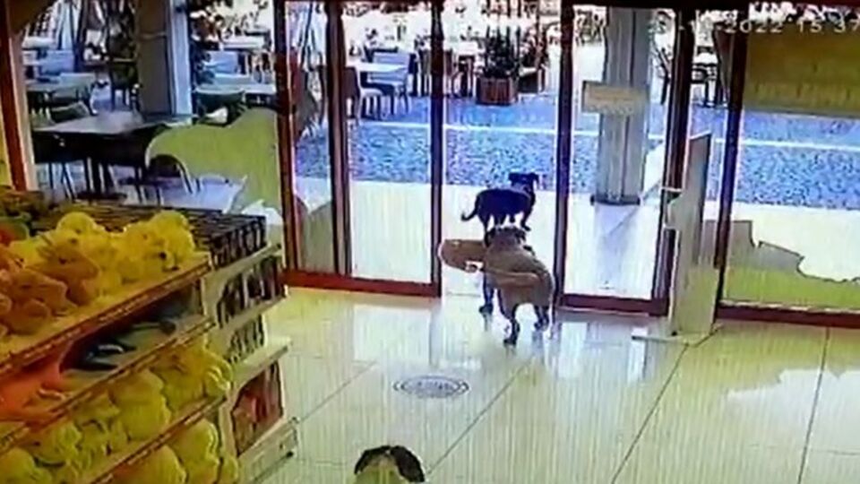 Mağazadan peluş köpek alıp kaçtılar!