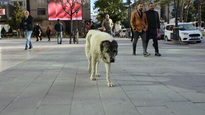 Kuduz vakasının ardından Bitlisliler konuştu!
