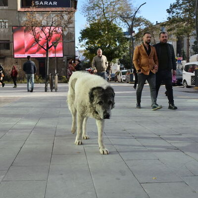 Kuduz vakasının ardından Bitlisliler konuştu!