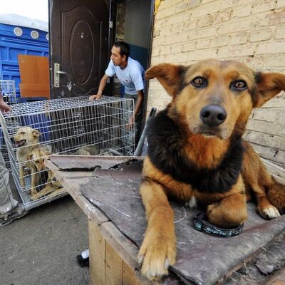 Dünyada kuduz hangi ülkelerde ne kadar görülüyor?