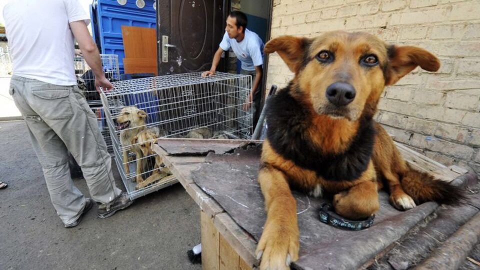 Dünyada kuduz hangi ülkelerde ne kadar görülüyor?