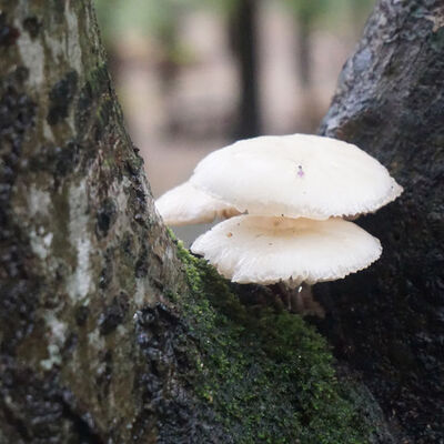 Mantar ölümleri İstanbul'a da sıçradı!