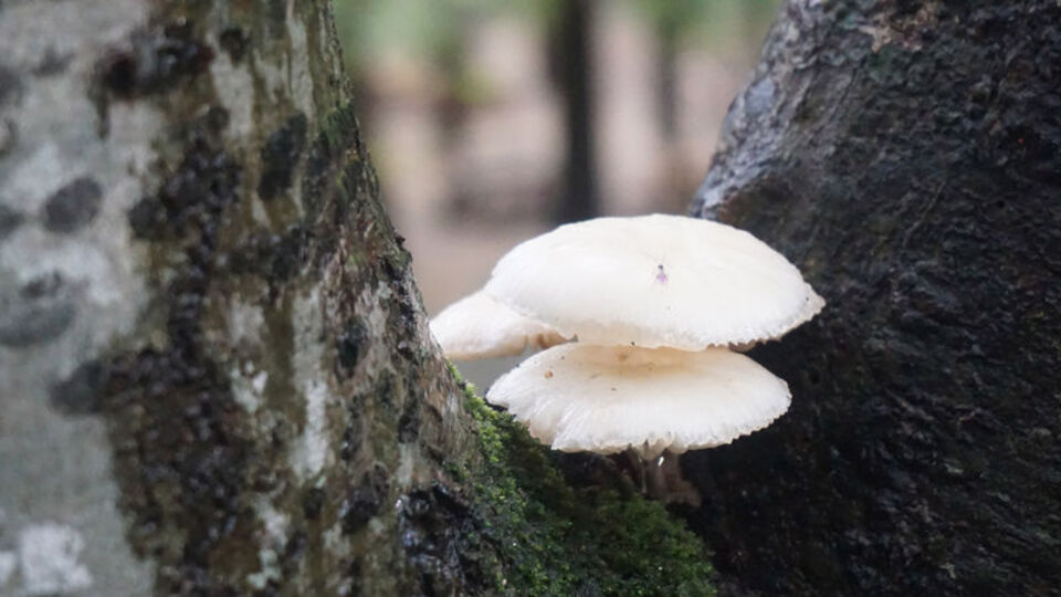Mantar ölümleri İstanbul'a da sıçradı!