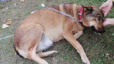 Köpeğin bacağından 200'den fazla saçma çıktı