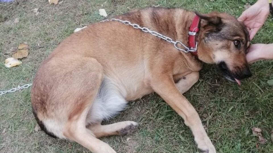 Köpeğin bacağından 200'den fazla saçma çıktı