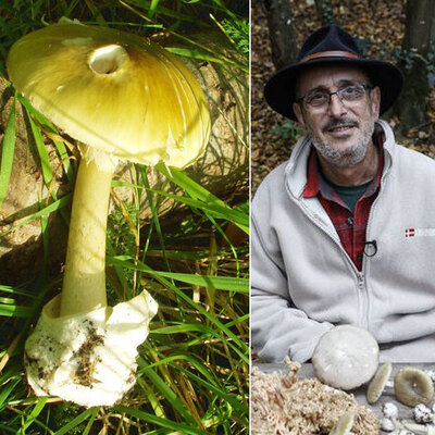  Mantar zehirlenmesinde can kaybı 4 oldu! Mikolog Jilber Barutçiyan: "50 gramı öldürür!"
