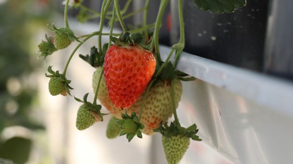 Katı atık tesisindeki serada çilek yetiştirildi
