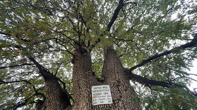 Görkemiyle hala ayakta... 530 yıllık!