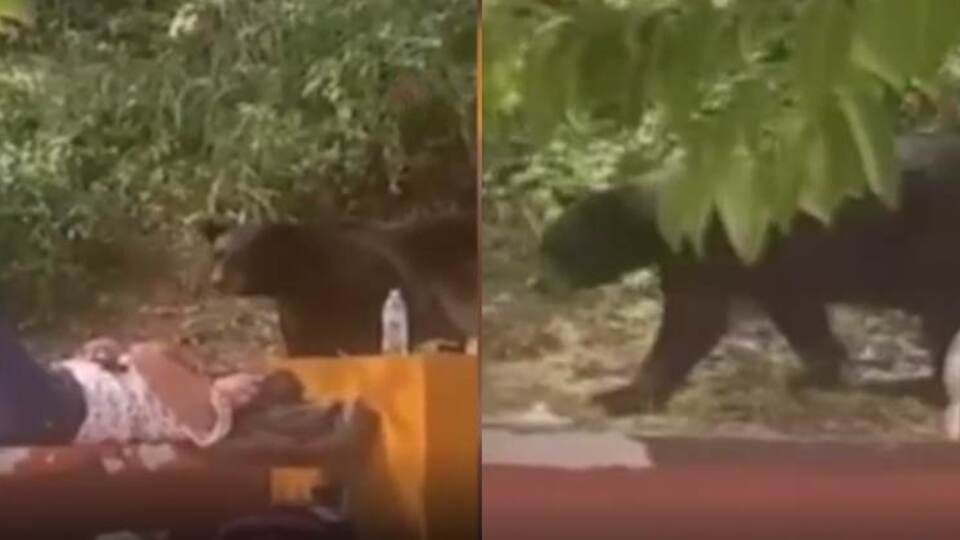 Kampüste hayatının şokunu yaşadı... Ayı görünce donakaldı