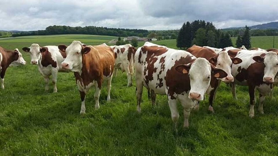 Ziraat'ten büyükbaş hayvancılığa özel proje