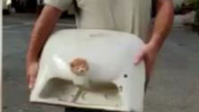 Yavru kedinin lavaboyla imtihanı!