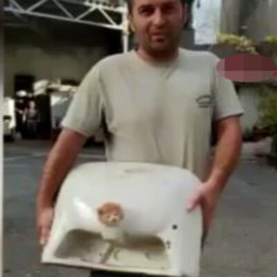 Yavru kedinin lavaboyla imtihanı!