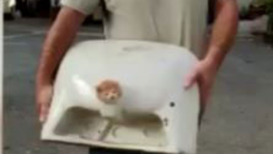 Yavru kedinin lavaboyla imtihanı!
