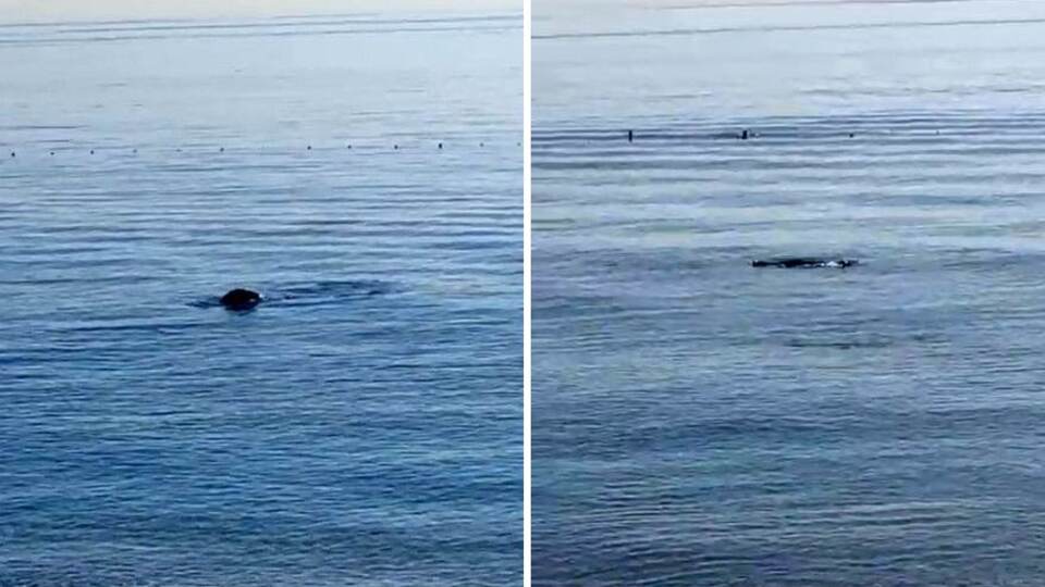 Konyaaltı sahilinde Akdeniz foku sürprizi