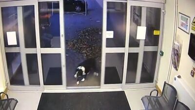 Sahibini kaybetti, polise gitti... Akıllı köpek!