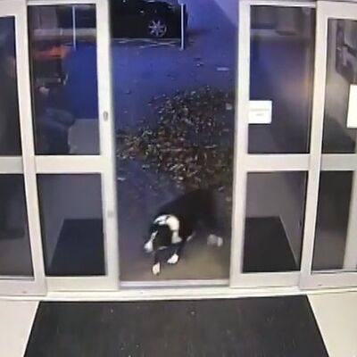 Sahibini kaybetti, polise gitti... Akıllı köpek!