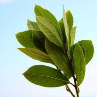 Defne yaprağı ne zaman toplanır?