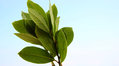 Defne yaprağı ne zaman toplanır?