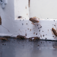 Hamam böceğinden doğal kurtulma yolları