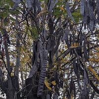 Keçiboynuzu ne zaman toplanır?