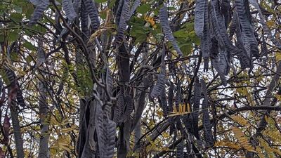 Keçiboynuzu ne zaman toplanır?