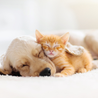 Rüyada Siyah Kedi Görmek