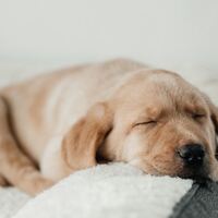 Rüyada Tatile Gitmek