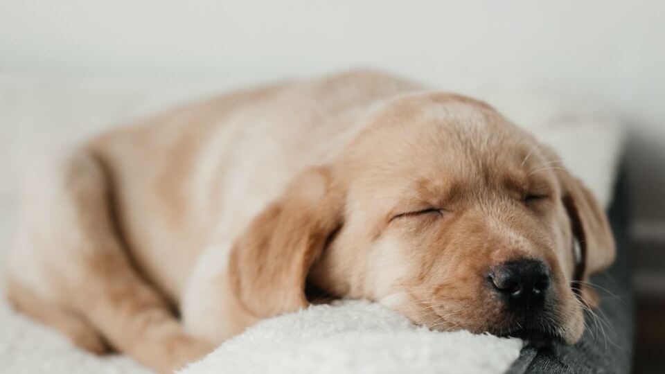 Rüyada Tatile Gitmek