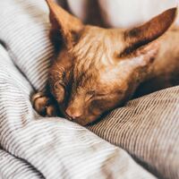 Rüyada Tilki Görmek