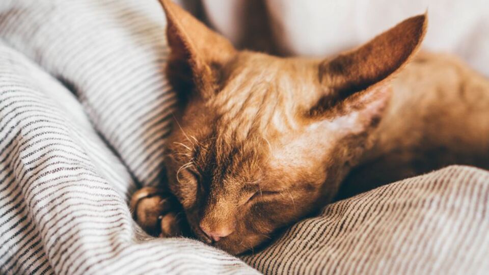 Rüyada Tilki Görmek