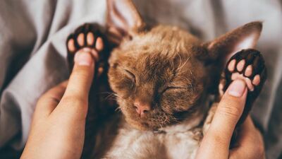 Rüyada Uzun Saç Görmek