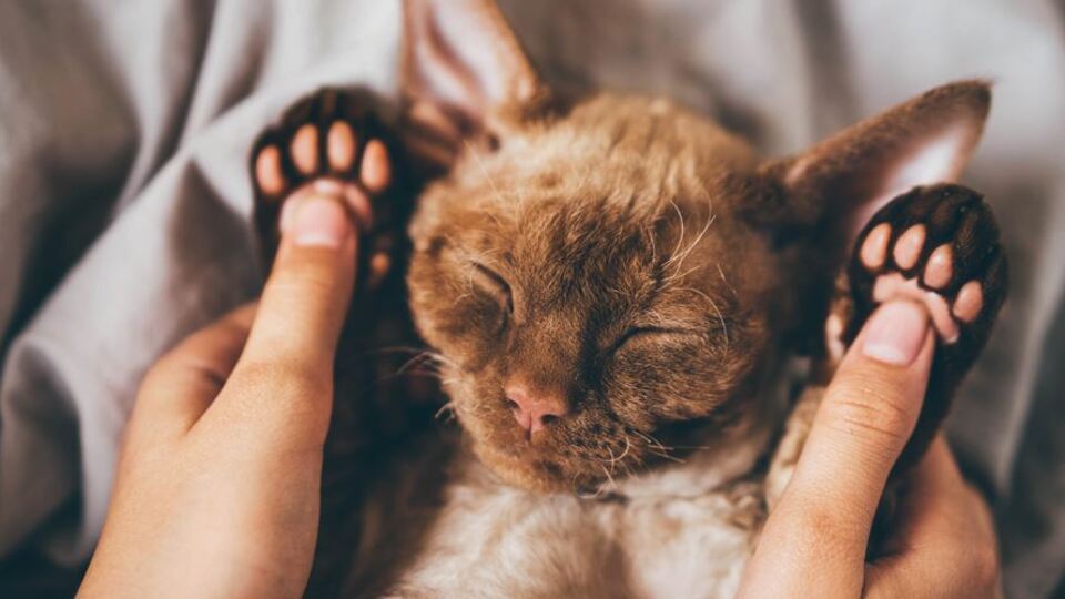 Rüyada Uzun Saç Görmek