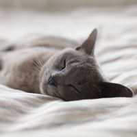 Rüyada Makas Görmek