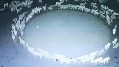 Çember çizen koyunlar 12 gün boyunca döndü